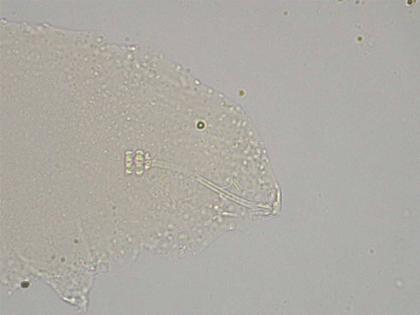 Hebesuncus conjungens image