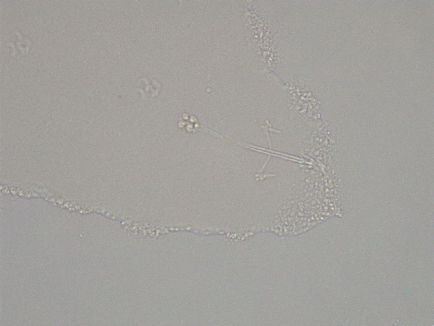 Hebesuncus conjungens image