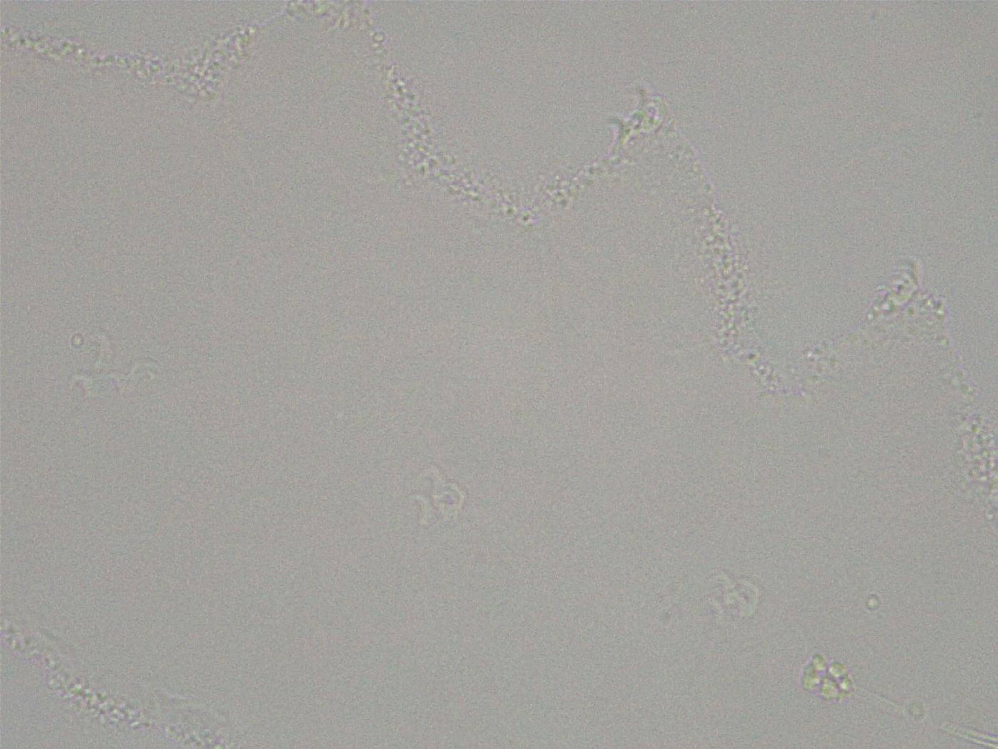 Hebesuncus conjungens image