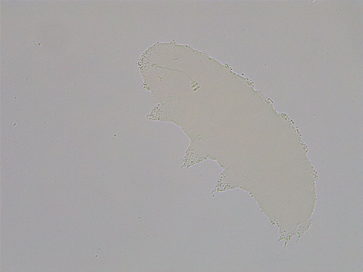 Hebesuncus conjungens image