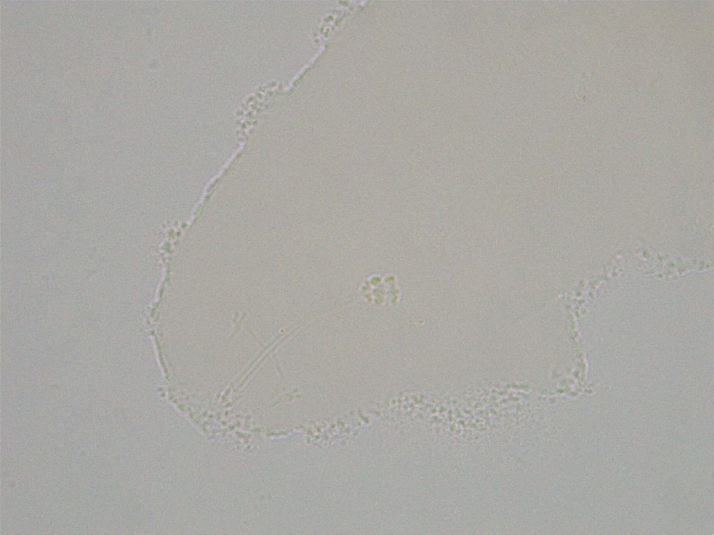 Hebesuncus conjungens image