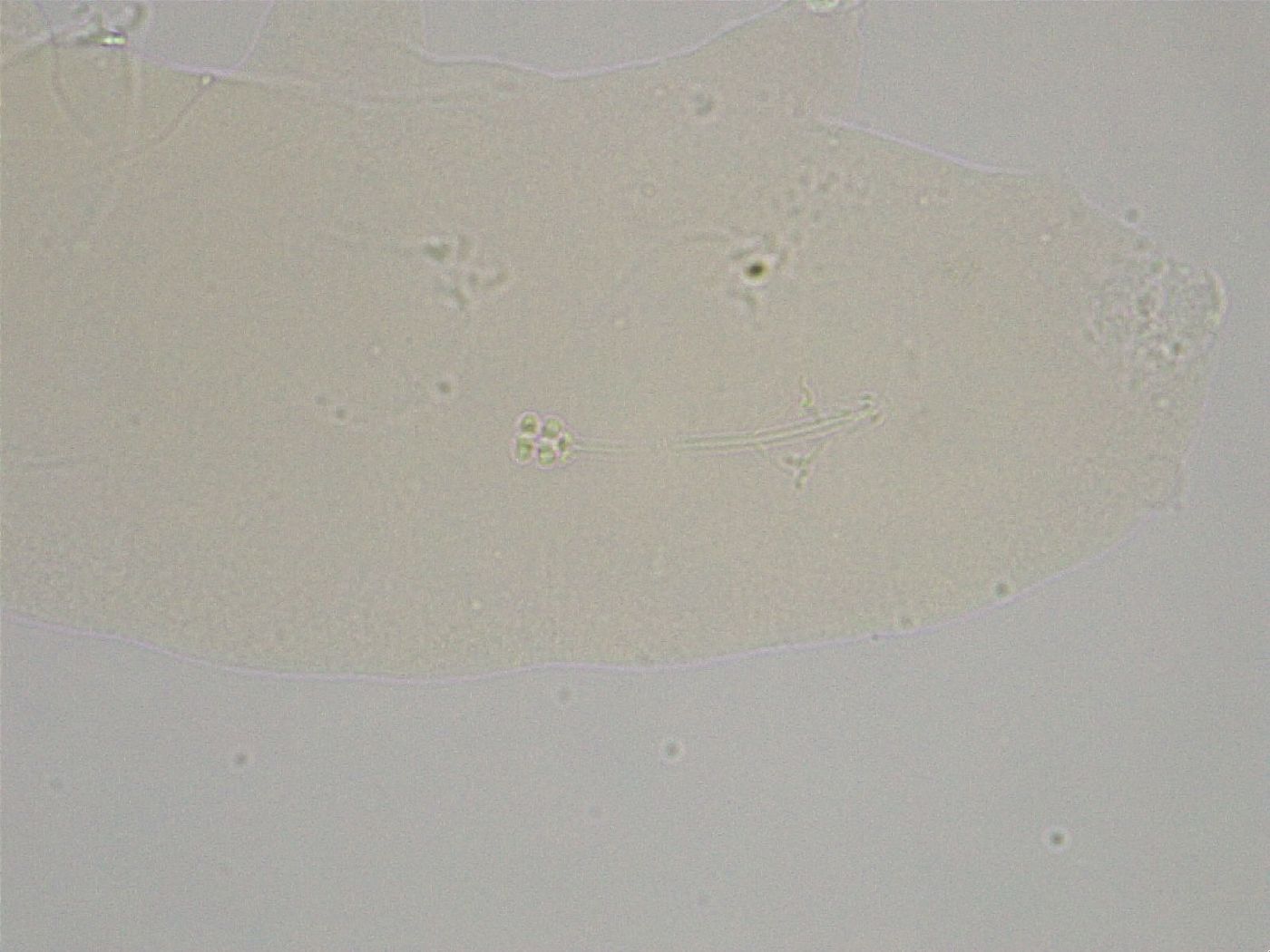 Hebesuncus conjungens image