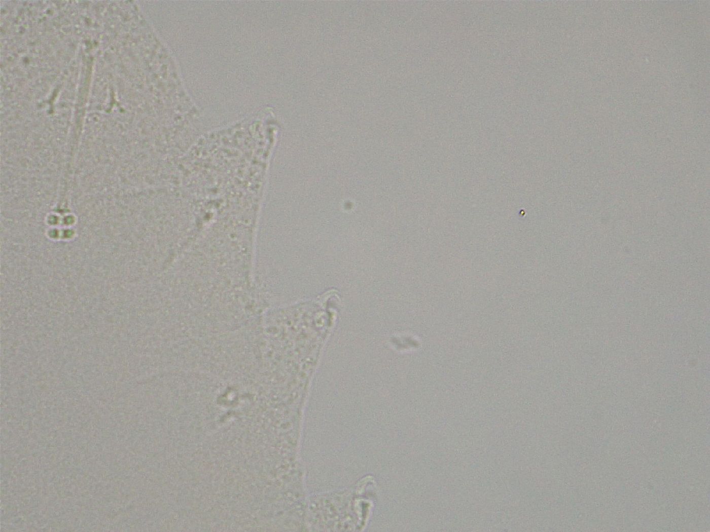 Hebesuncus conjungens image