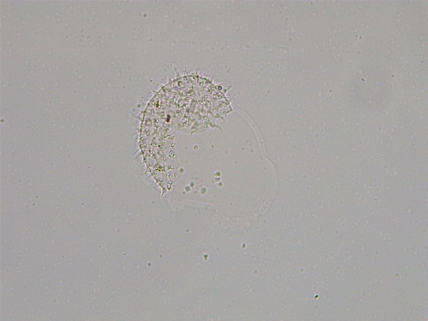 Hebesuncus conjungens image