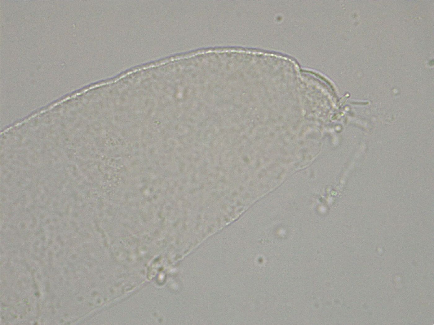 Hebesuncus conjungens image