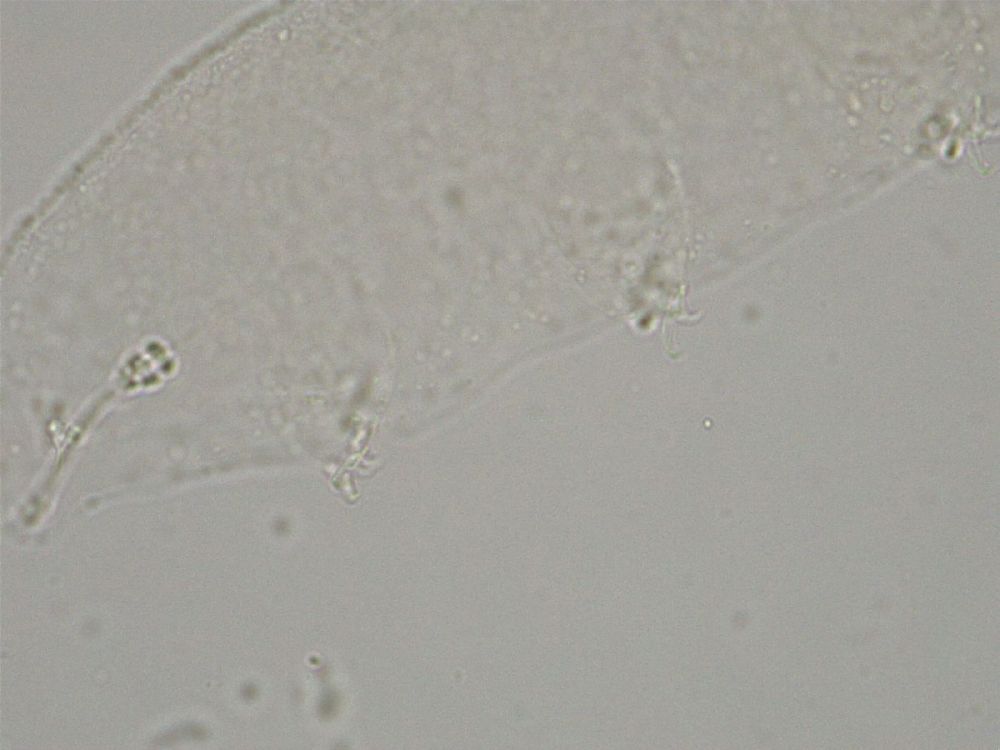 Hebesuncus conjungens image