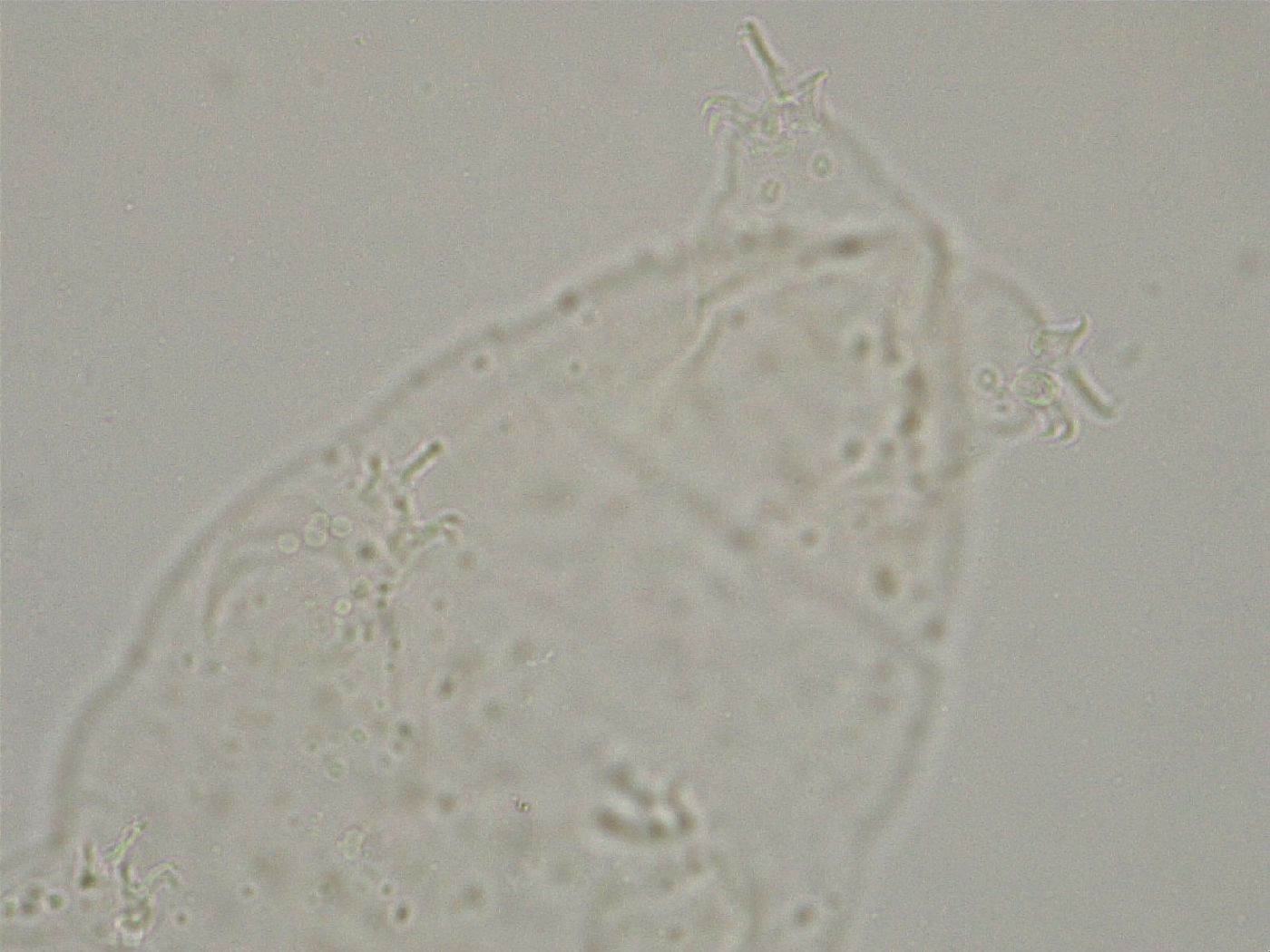 Hebesuncus conjungens image