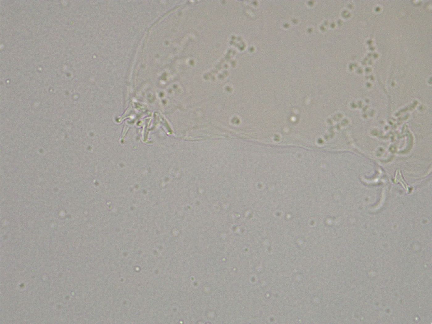 Diphascon higginsi image