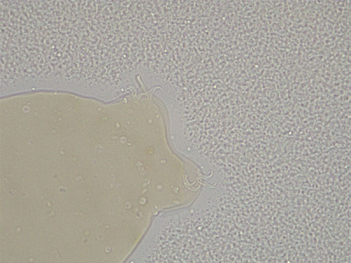Diphascon higginsi image