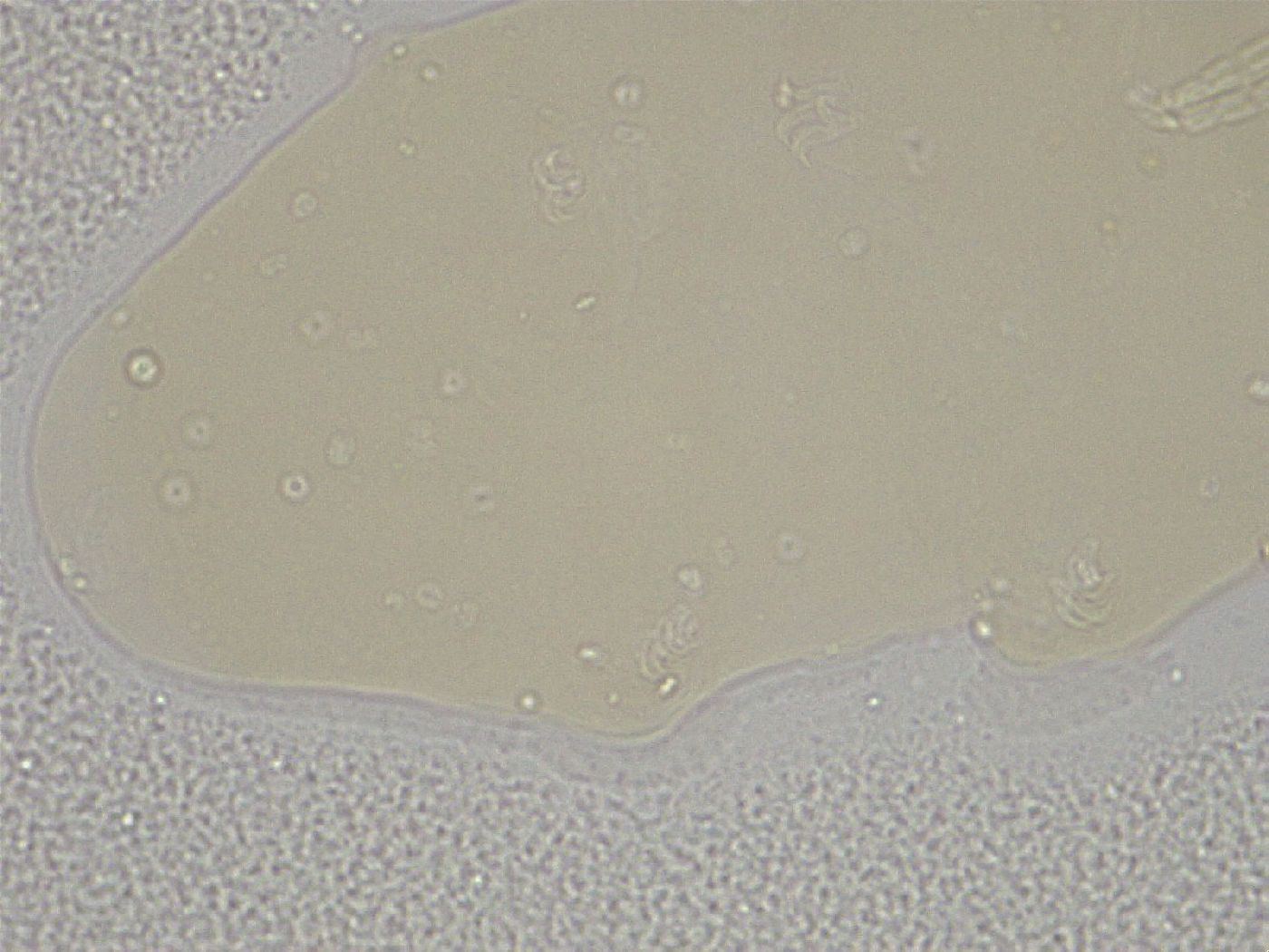 Diphascon higginsi image