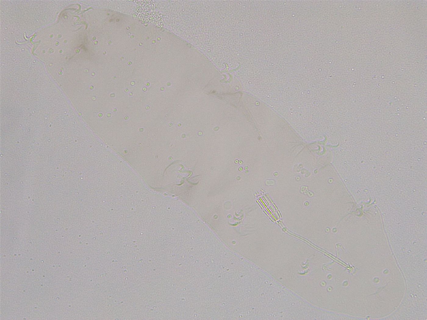 Diphascon higginsi image