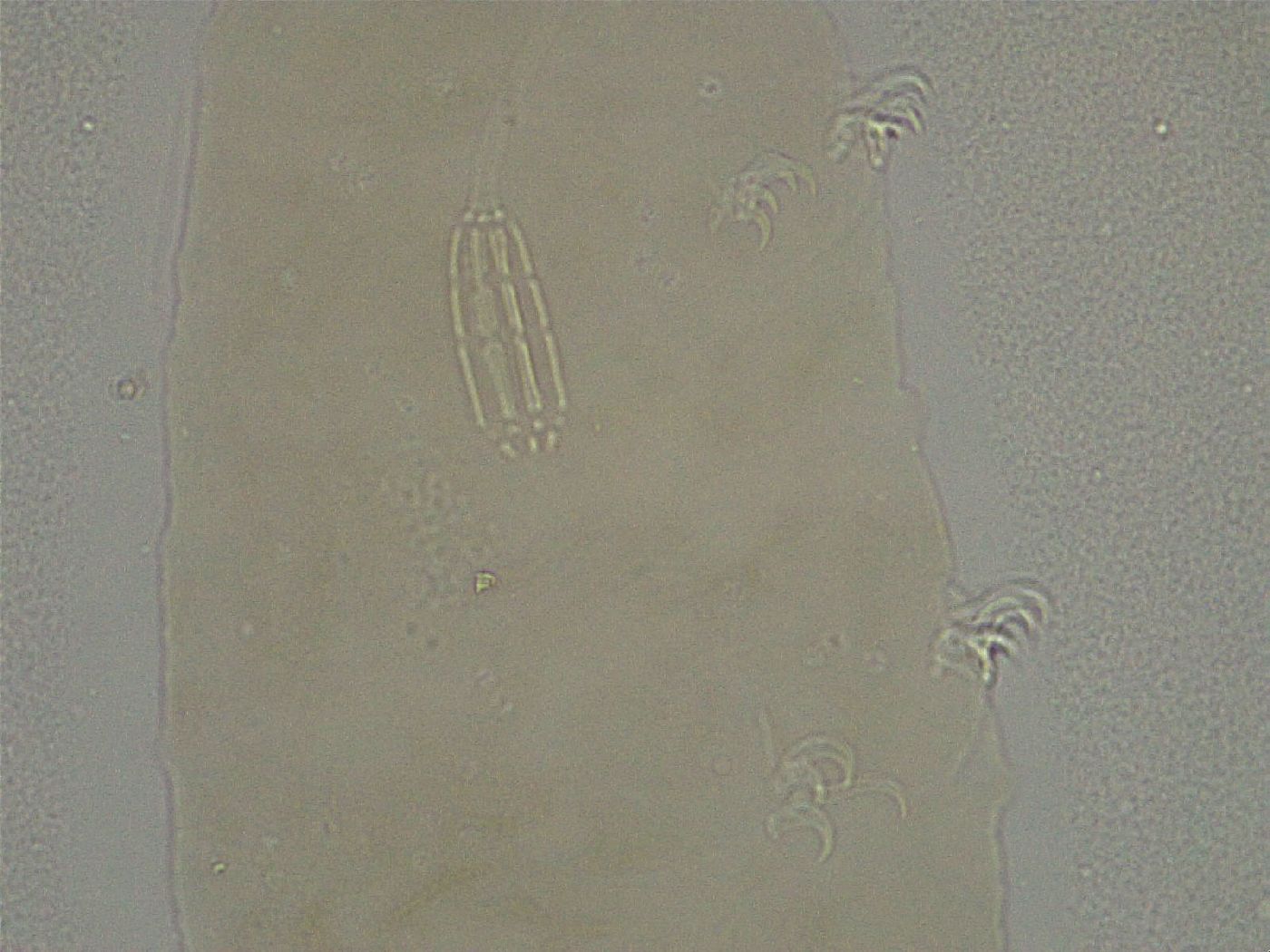 Diphasconinae image