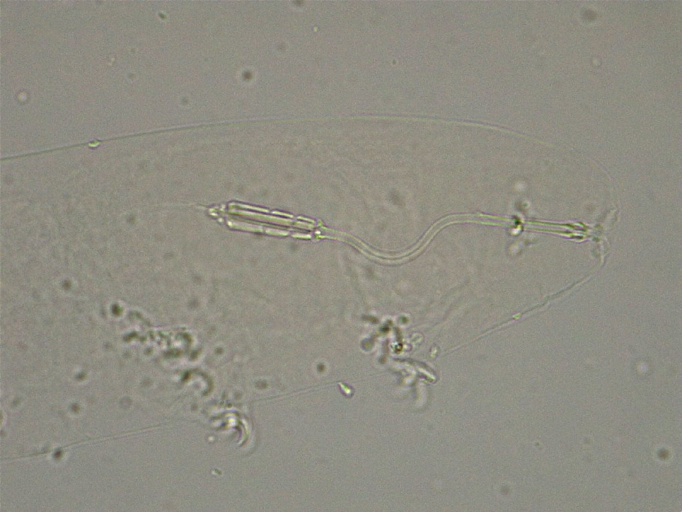 Diphascon higginsi image