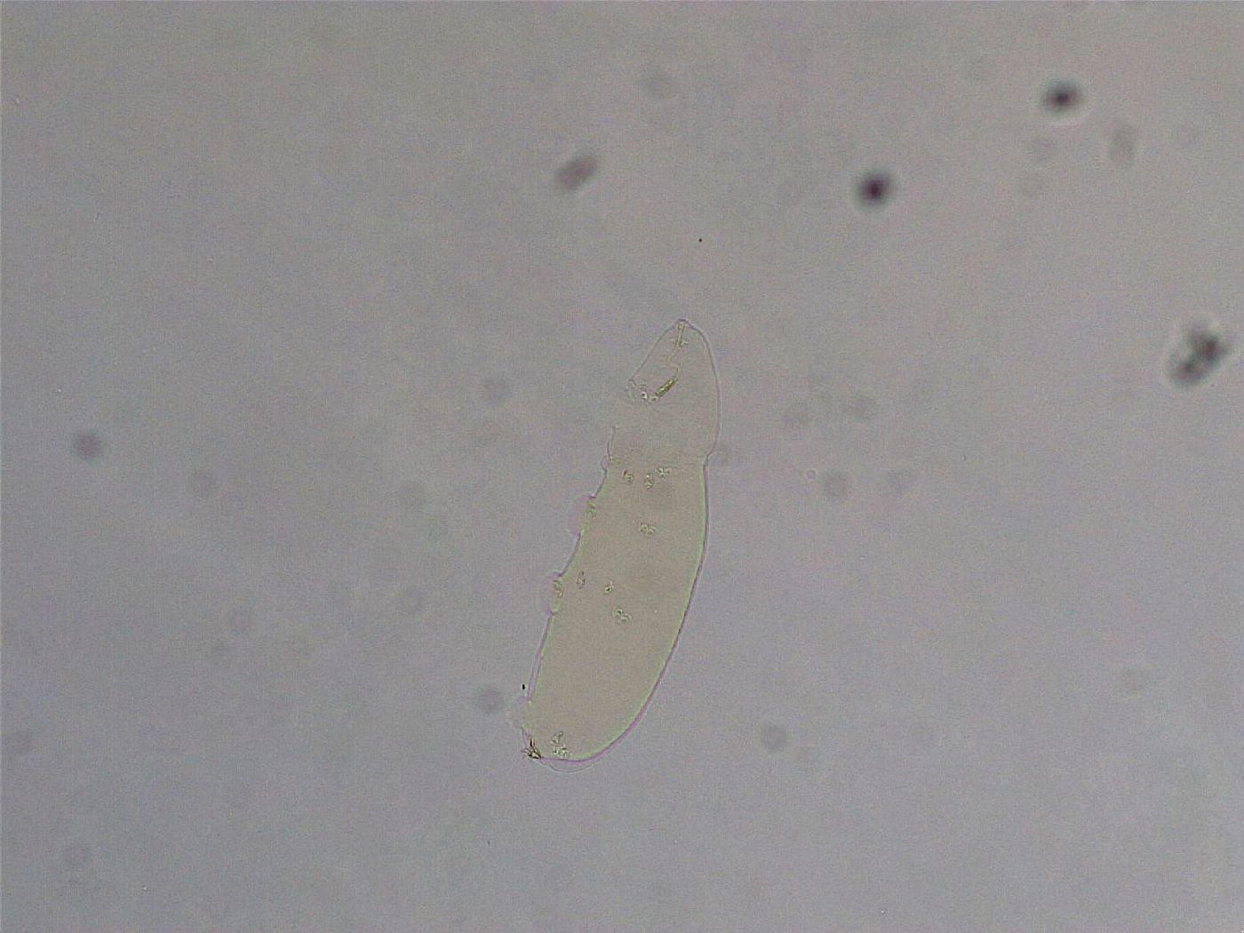 Diphascon image