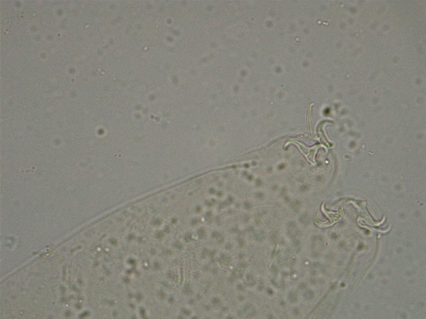 Diphascon higginsi image