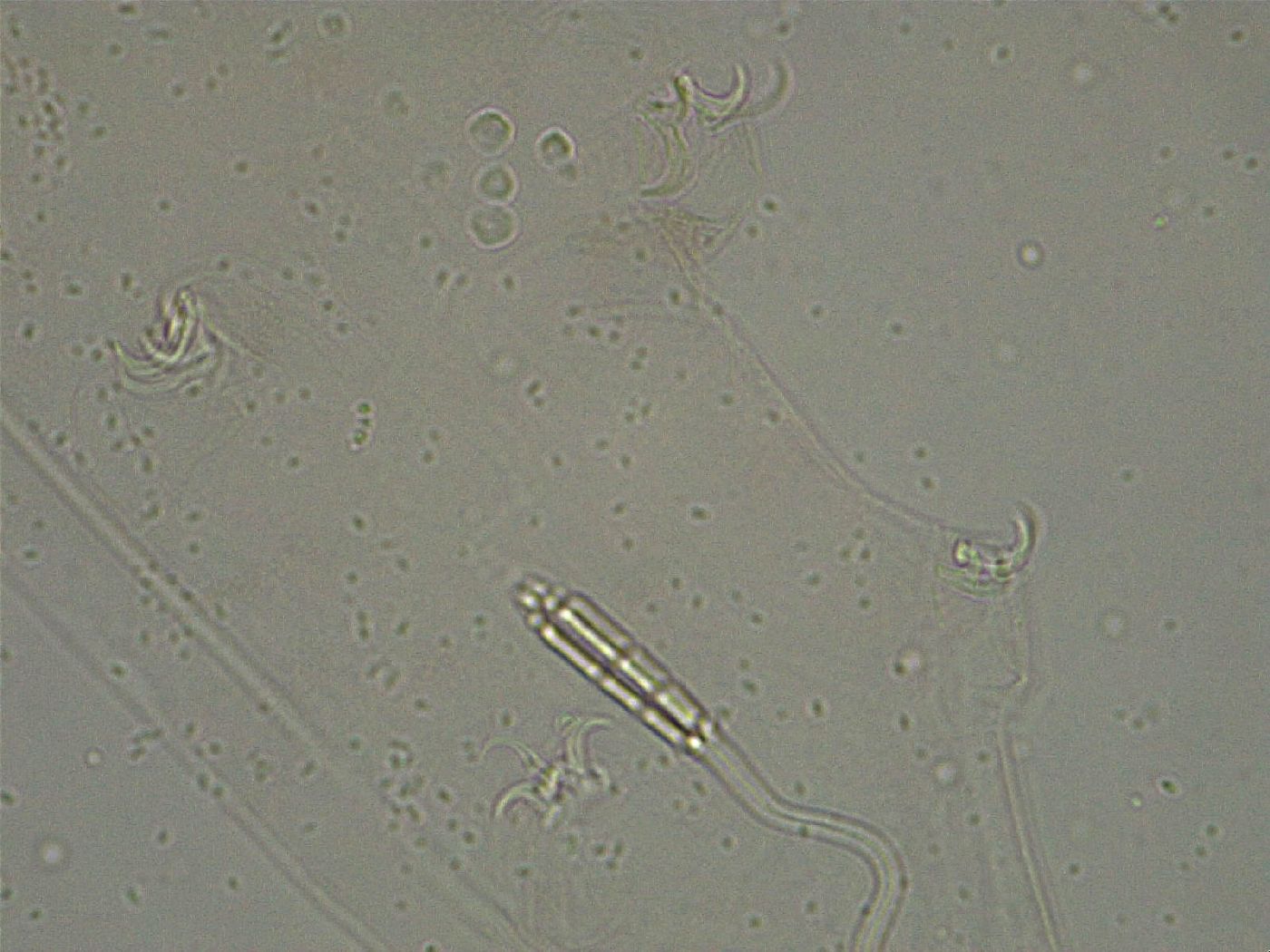 Diphascon higginsi image