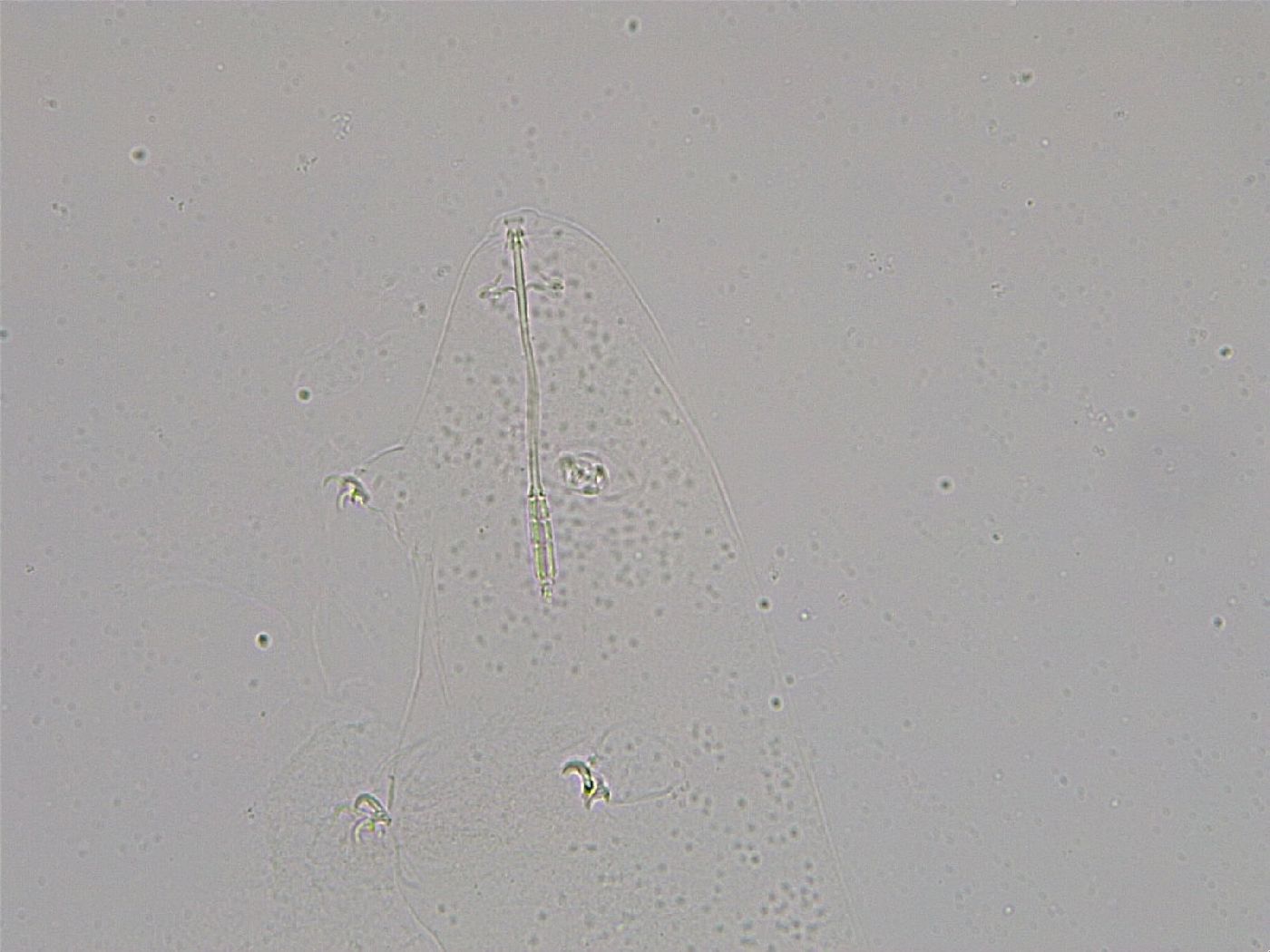 Diphascon higginsi image