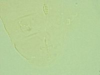 Pilatobius iltisi image