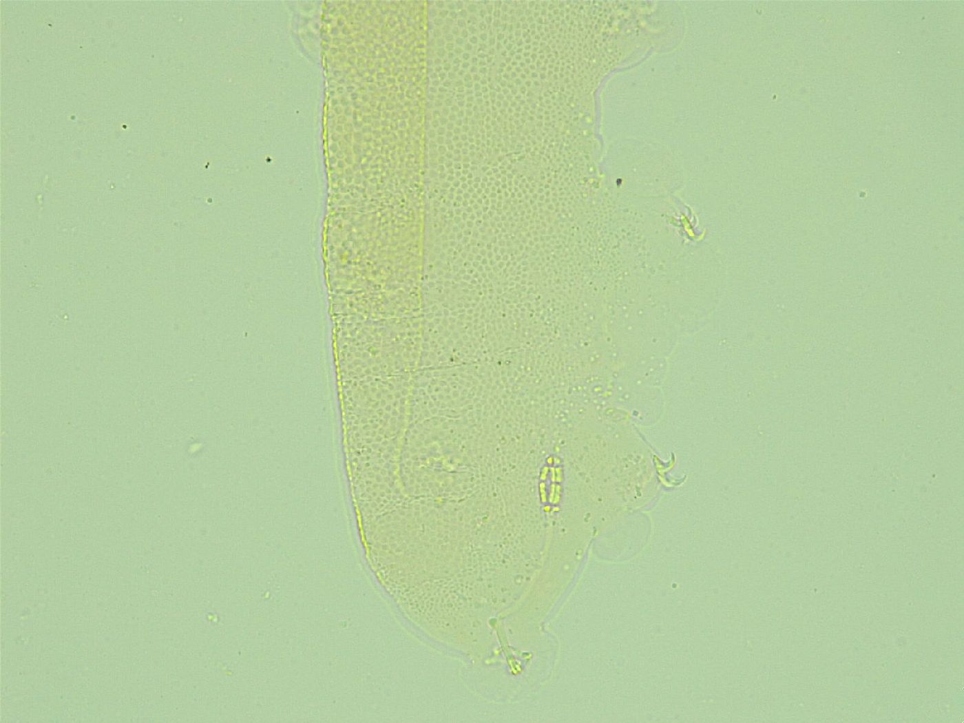 Pilatobius iltisi image