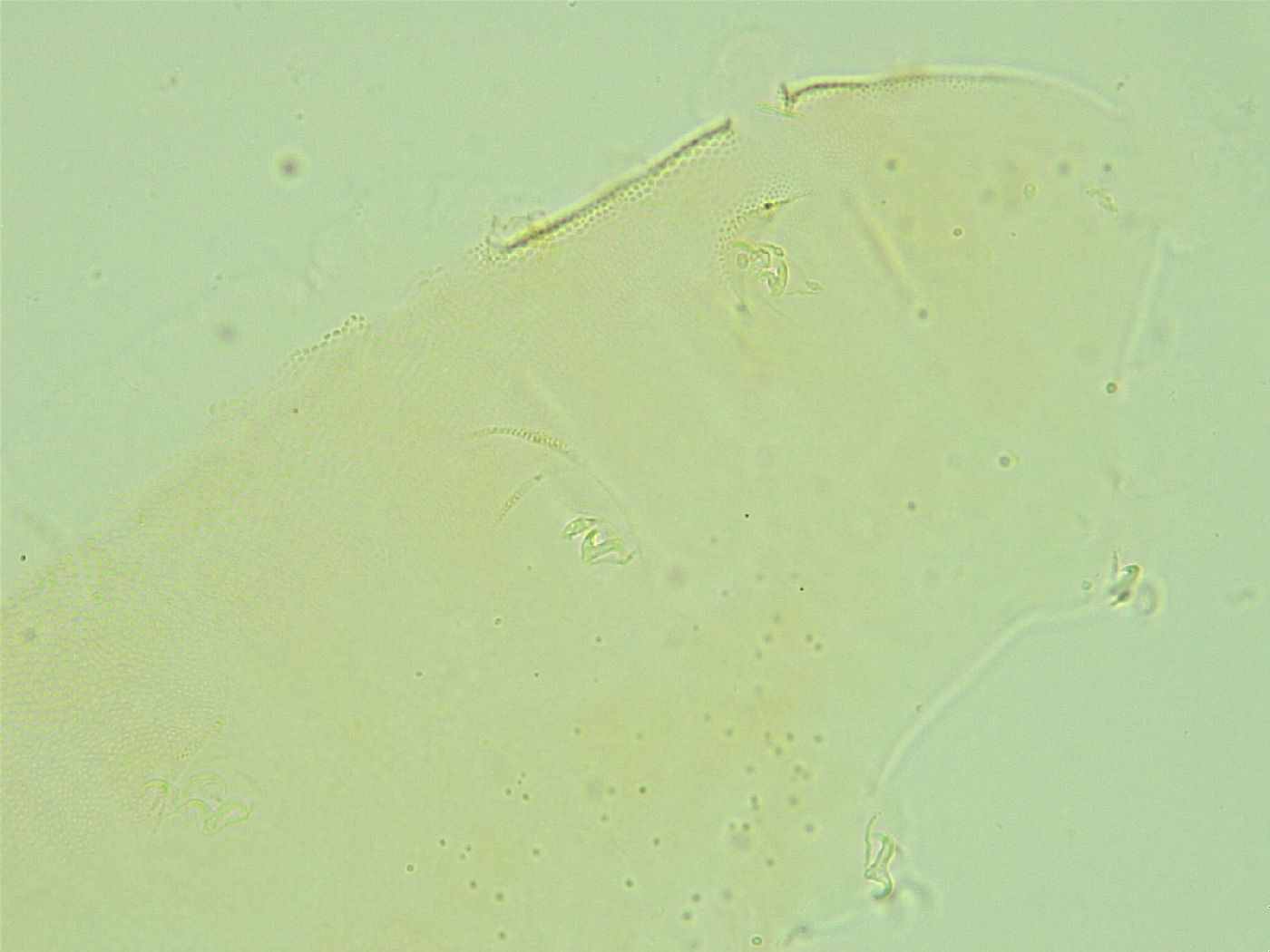 Pilatobius iltisi image