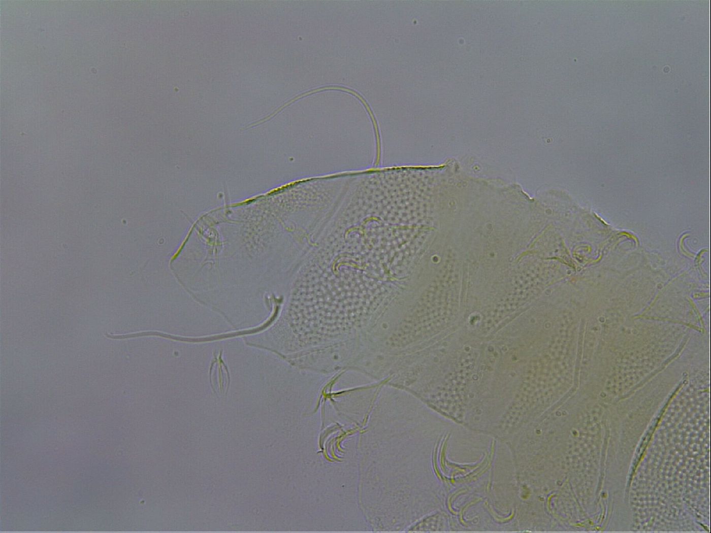 Pilatobius iltisi image