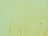 Pilatobius iltisi image