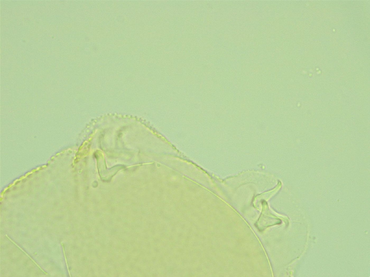 Pilatobius iltisi image