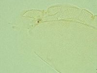 Pilatobius iltisi image