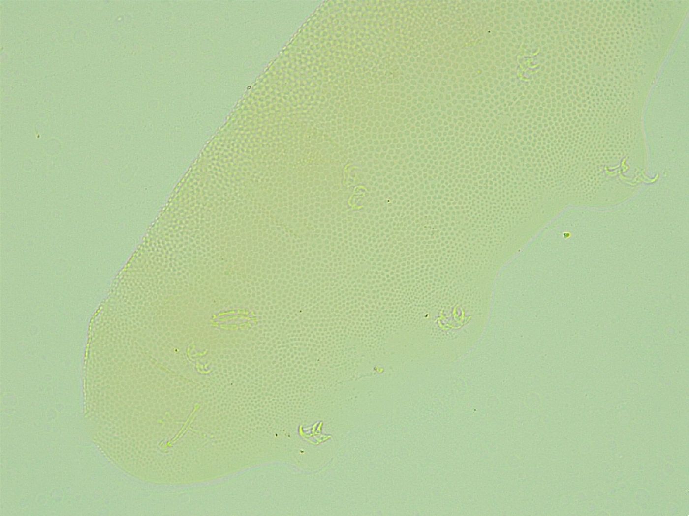 Pilatobius iltisi image
