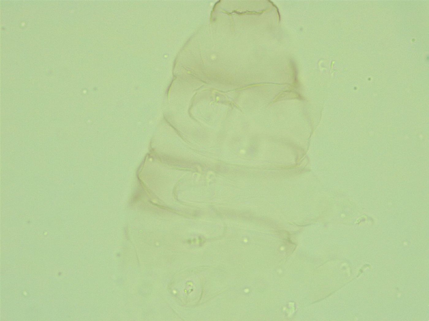Diphascon alpinum image