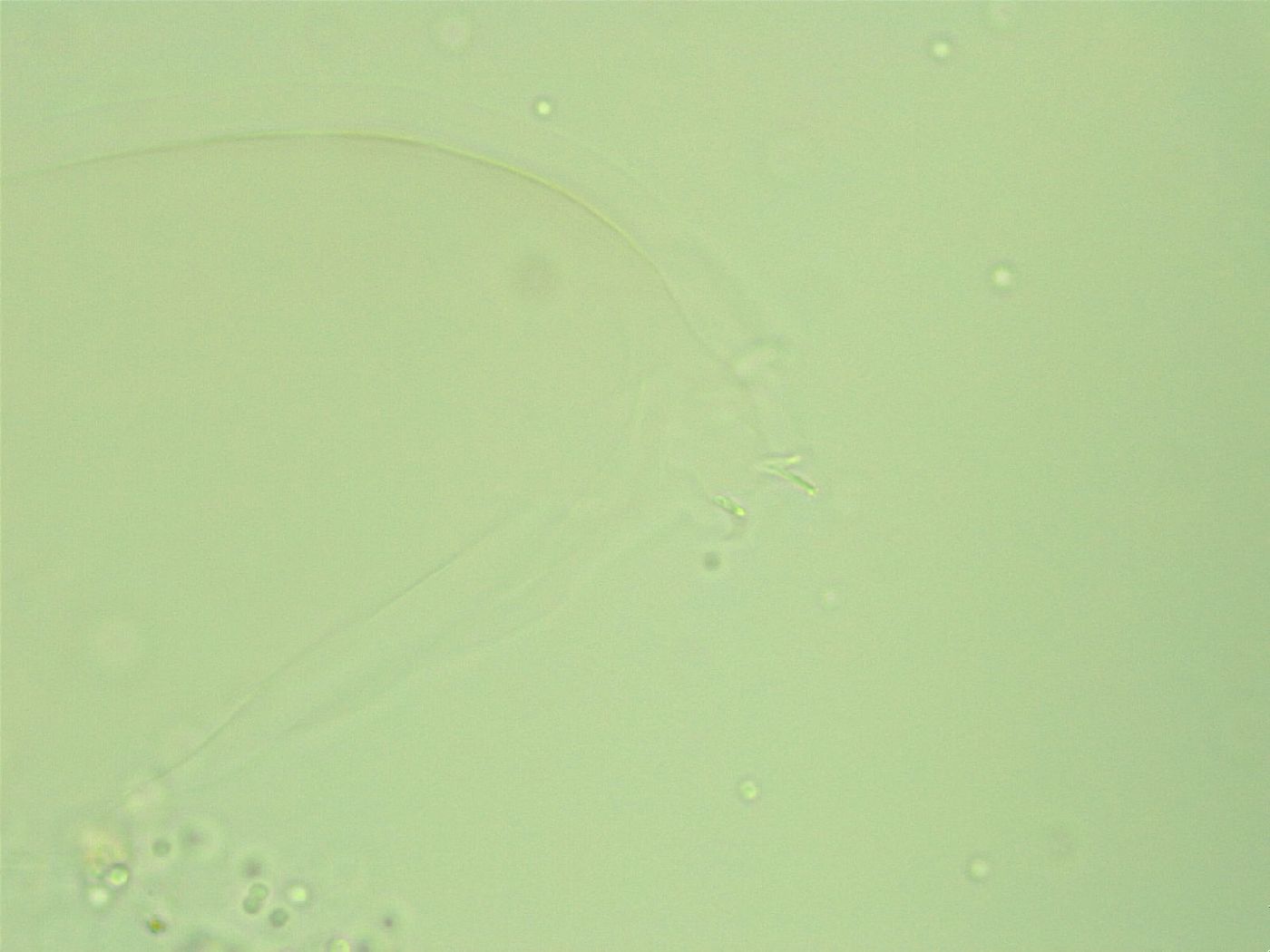 Diphascon alpinum image