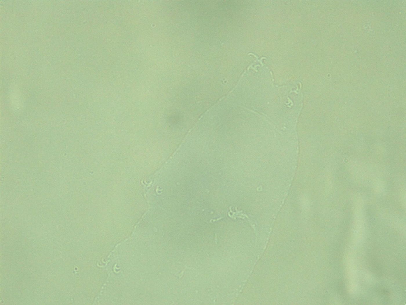 Diphascon alpinum image