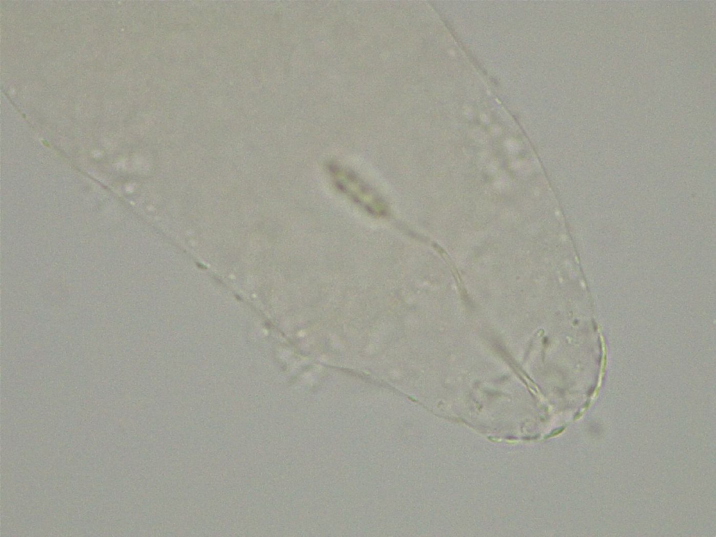 Diphascon alpinum image