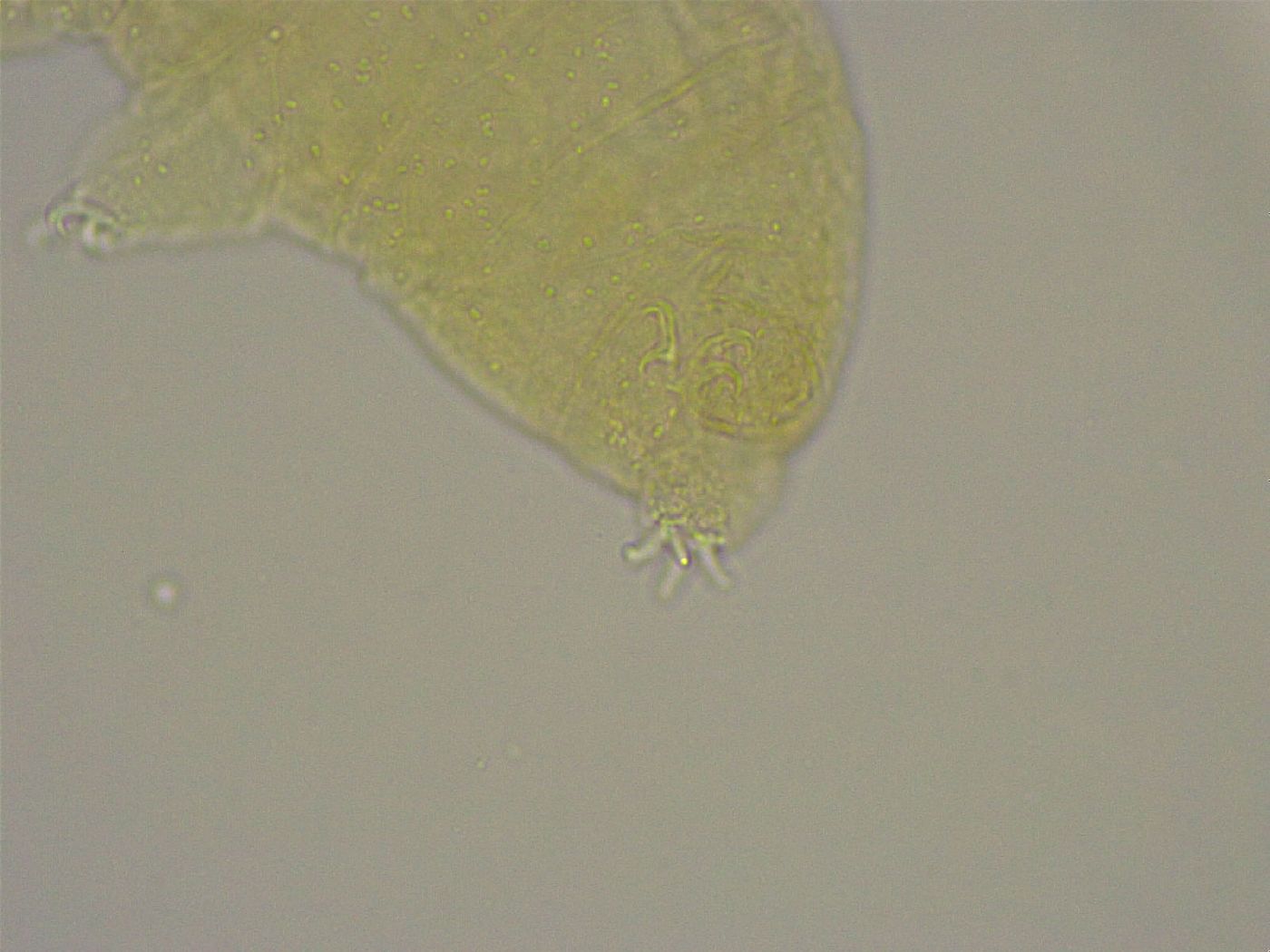 Diphascon alpinum image
