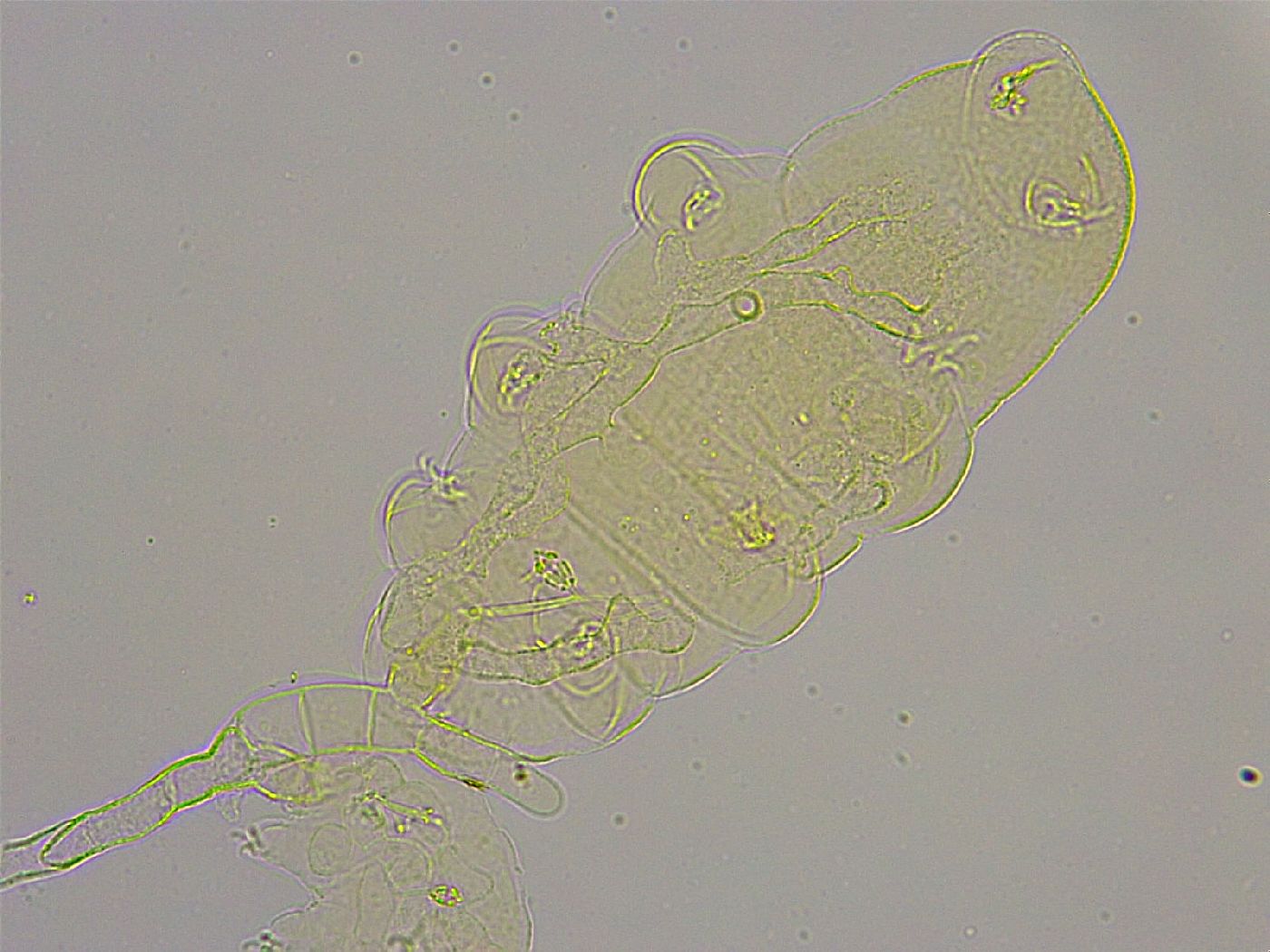 Pilatobius oculatus alpinus image