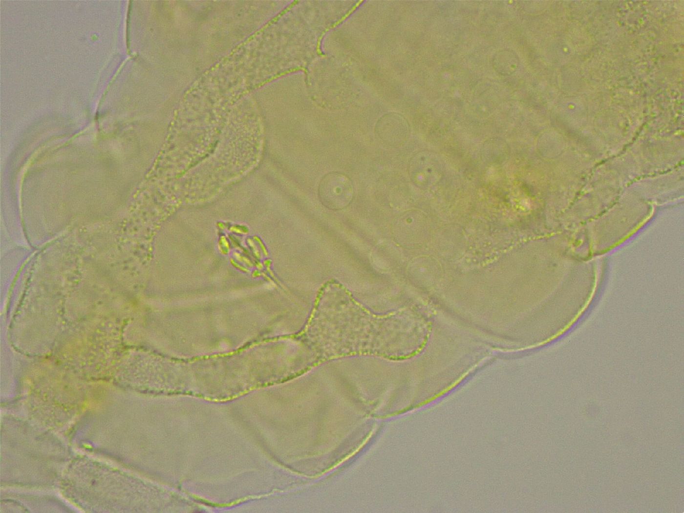 Pilatobius oculatus alpinus image