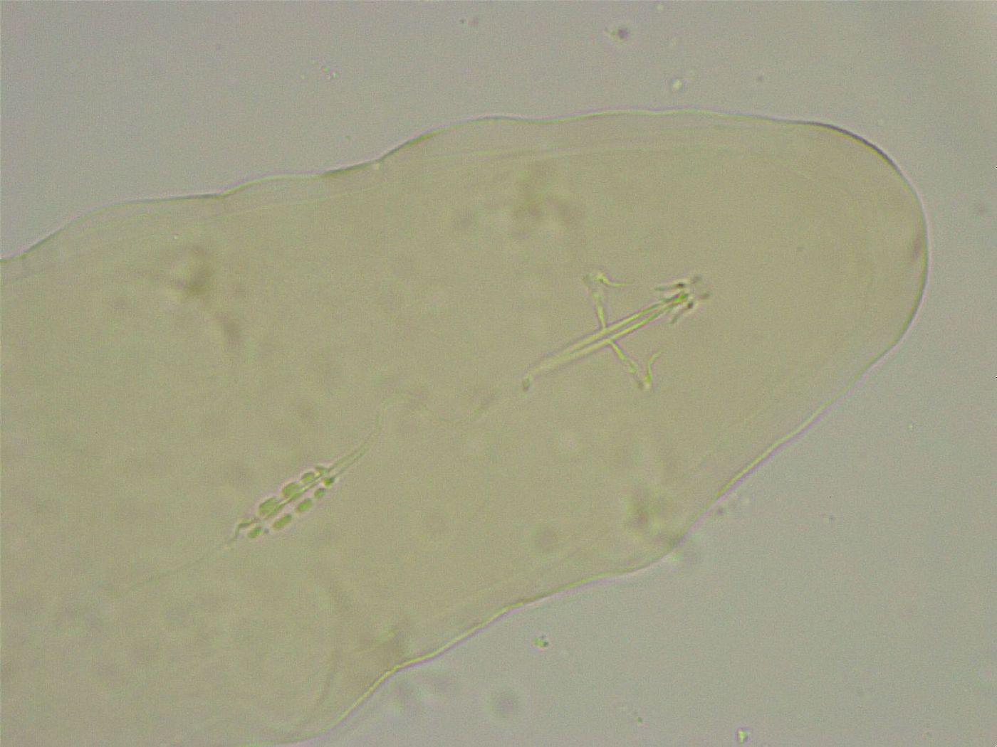 Diphascon alpinum image