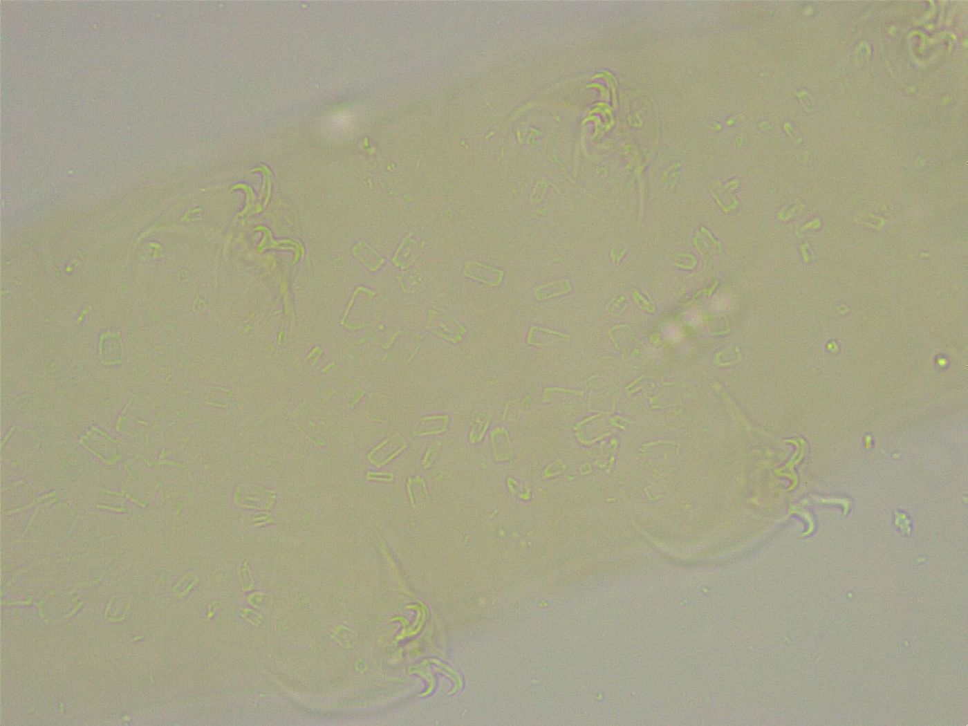Diphascon alpinum image