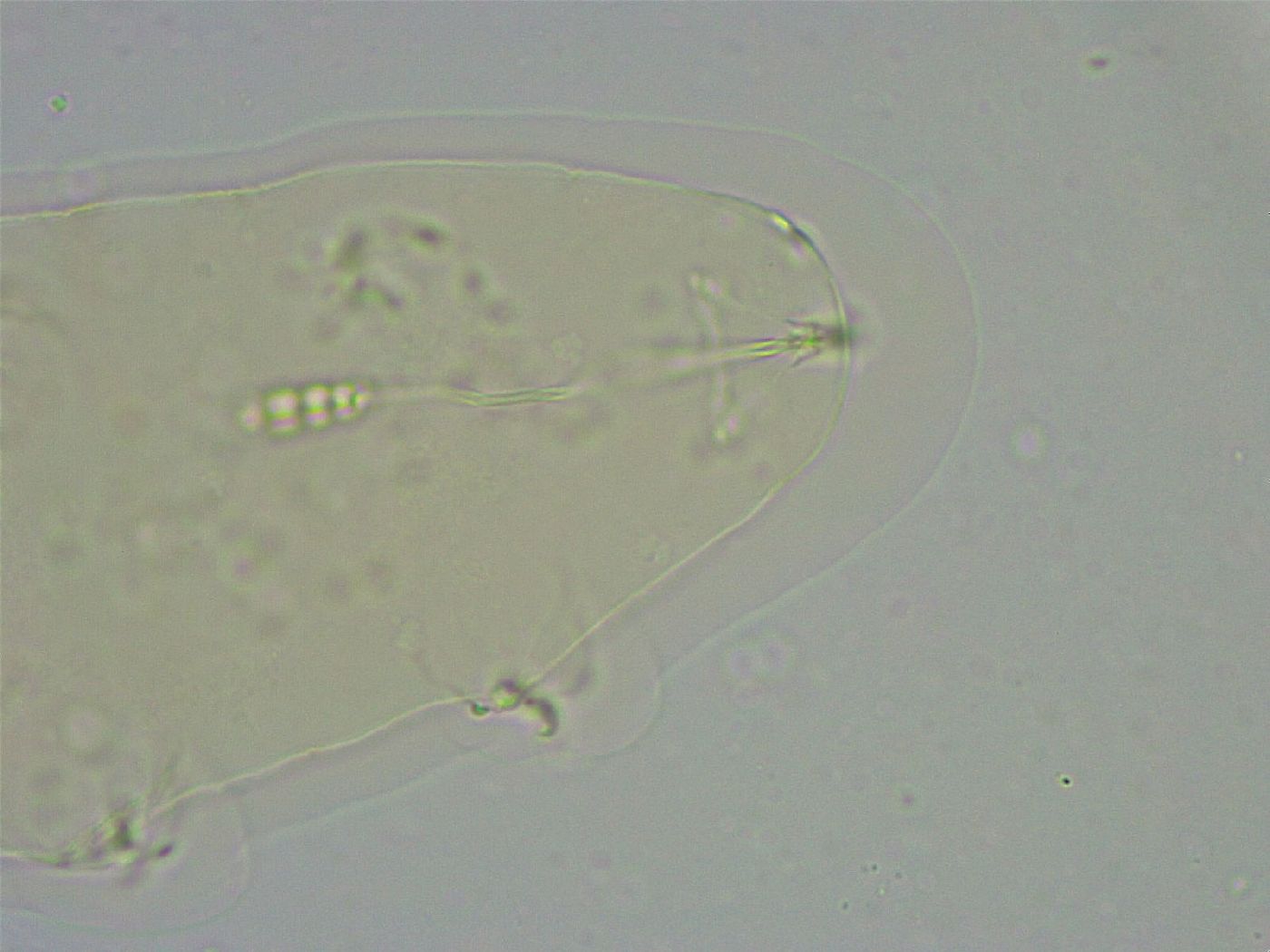 Diphascon alpinum image