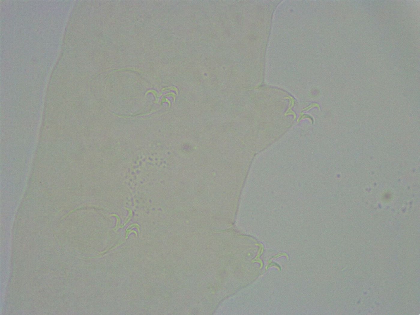 Diphascon alpinum image