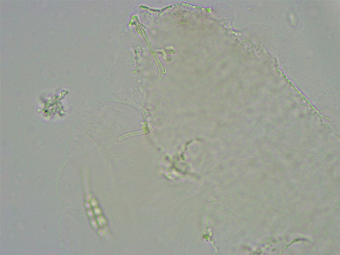 Diphascon alpinum image