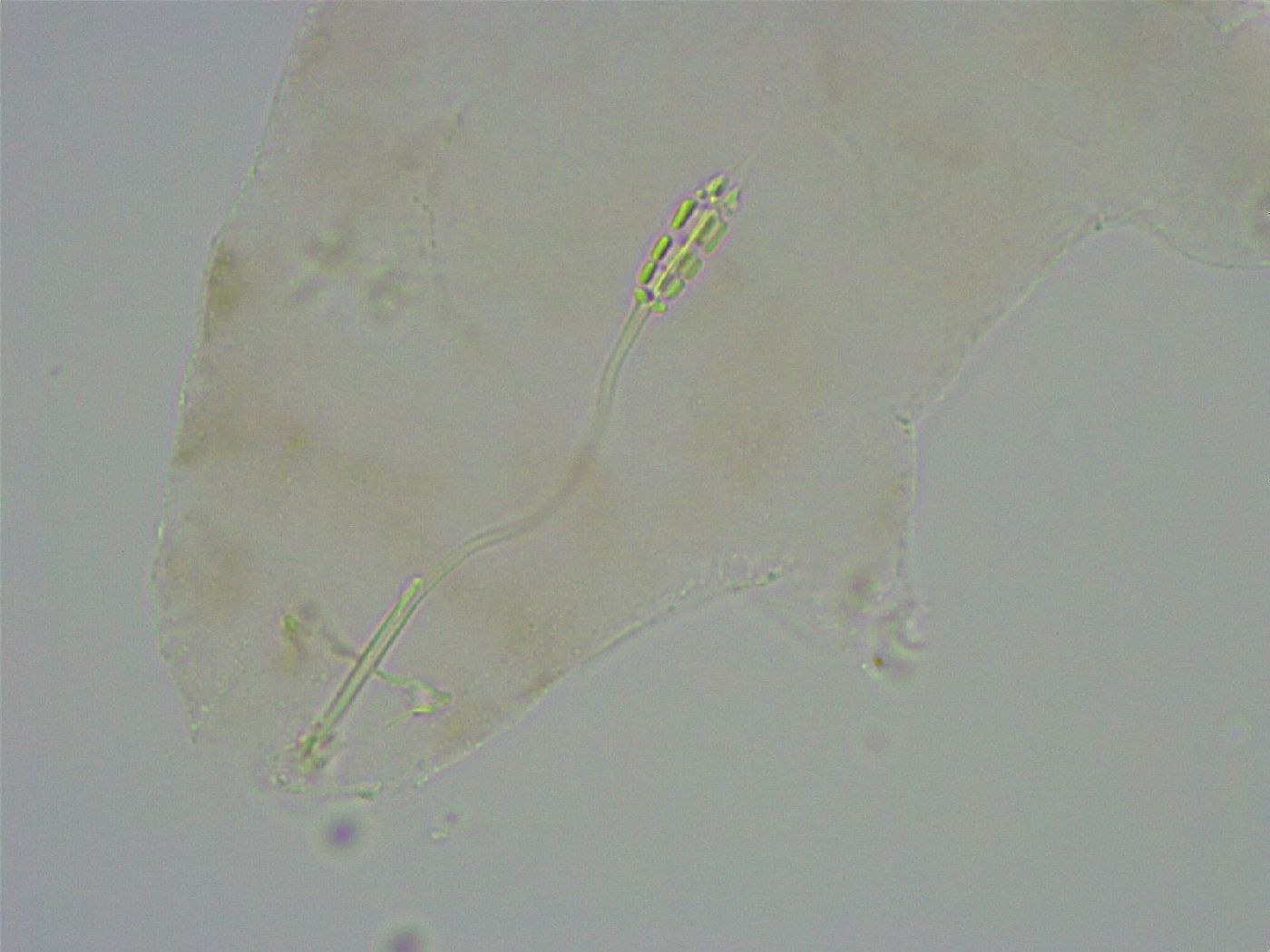 Diphascon alpinum image