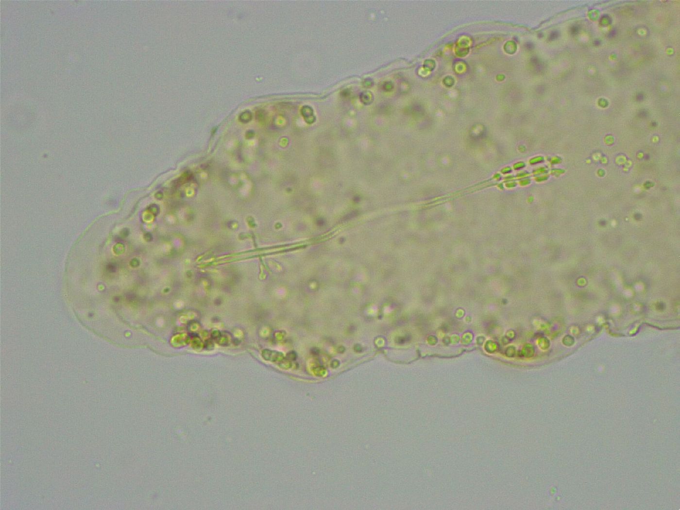 Diphascon alpinum image