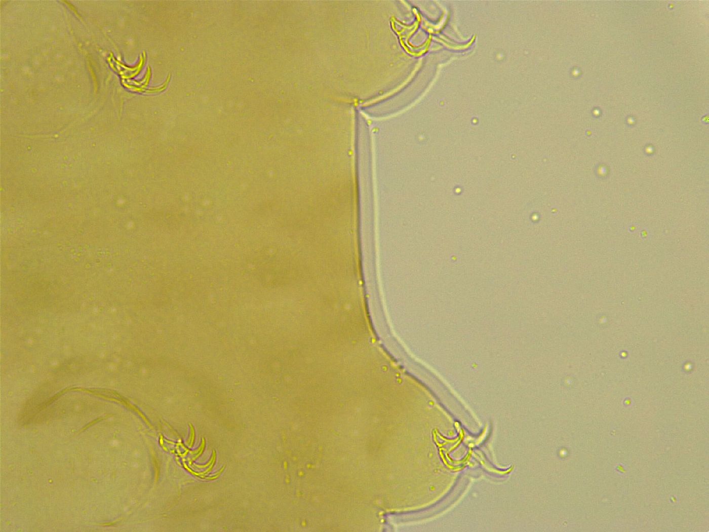 Adropion belgicae image