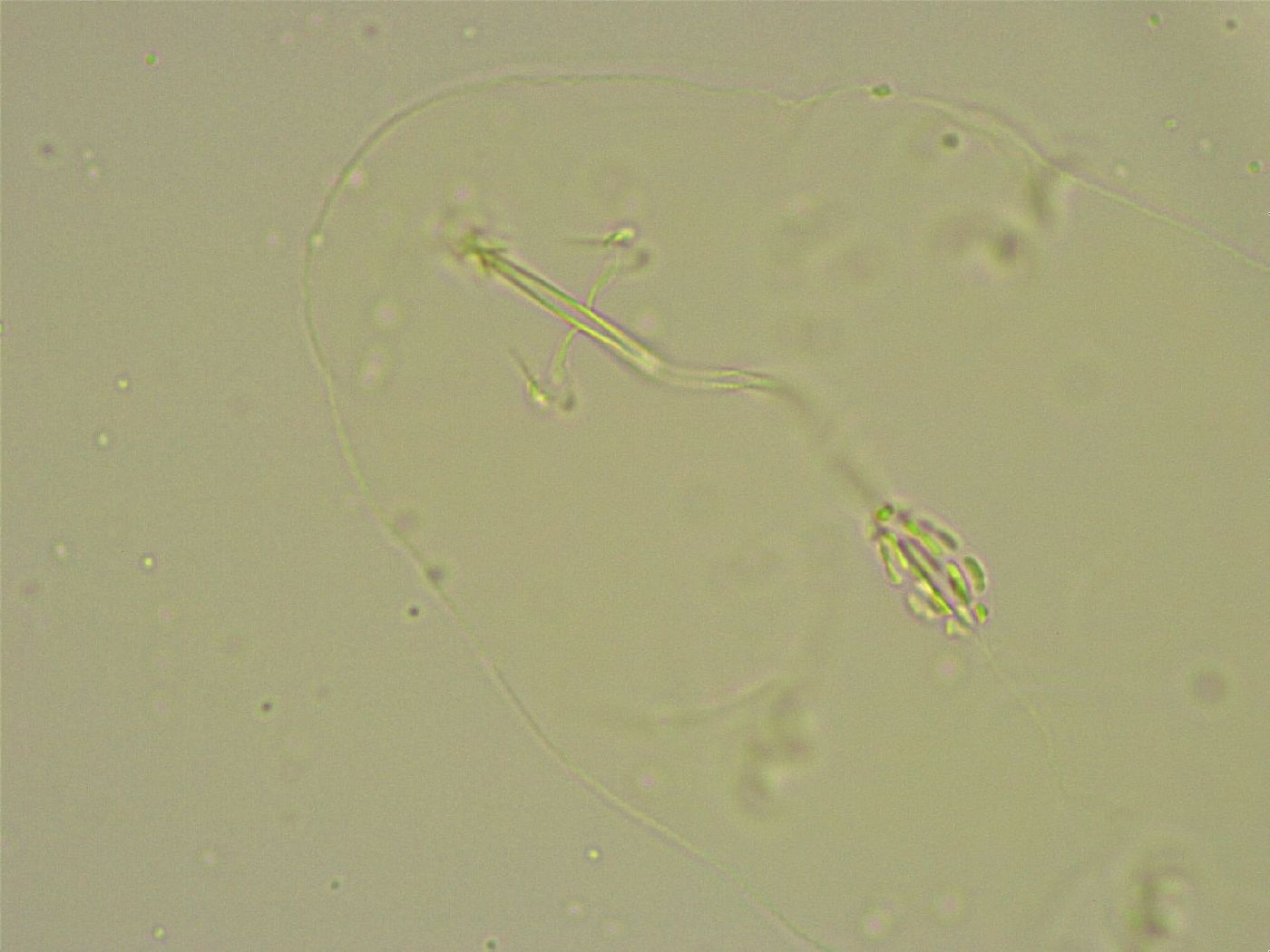 Pilatobius bullatus image