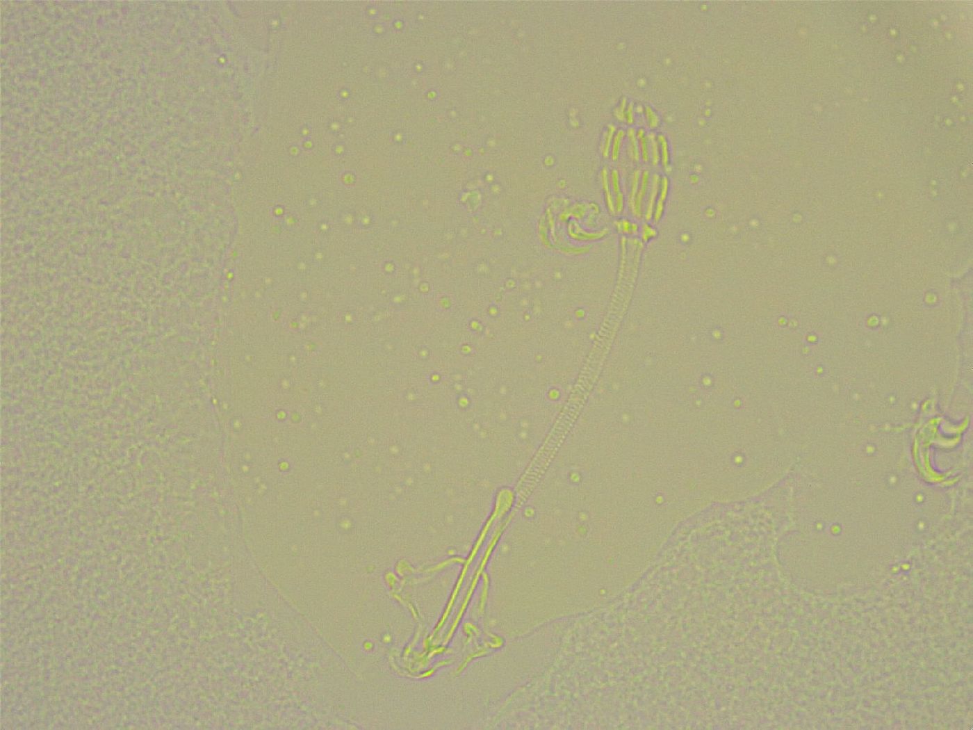 Pilatobius bullatus image