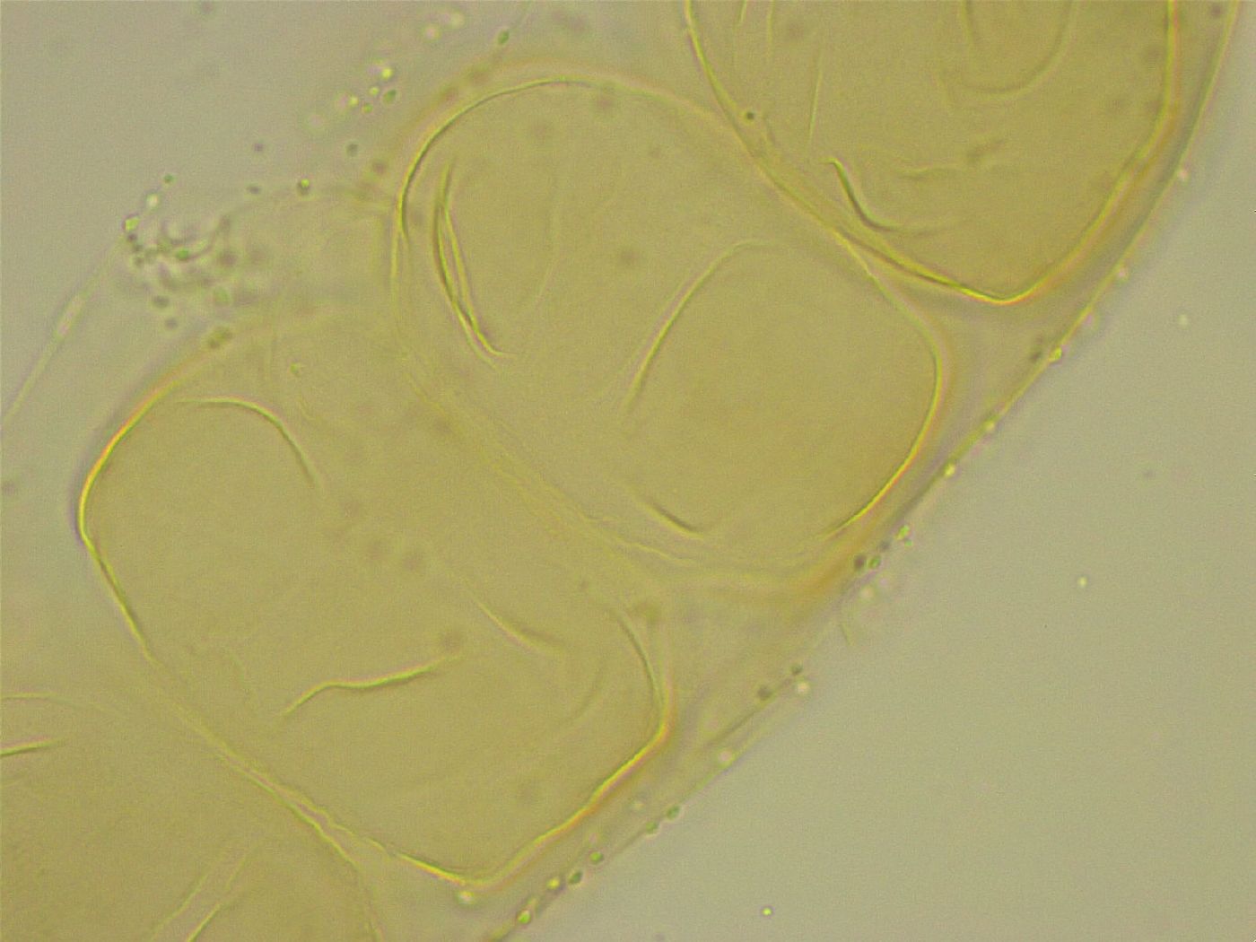 Diphascon chilenense image