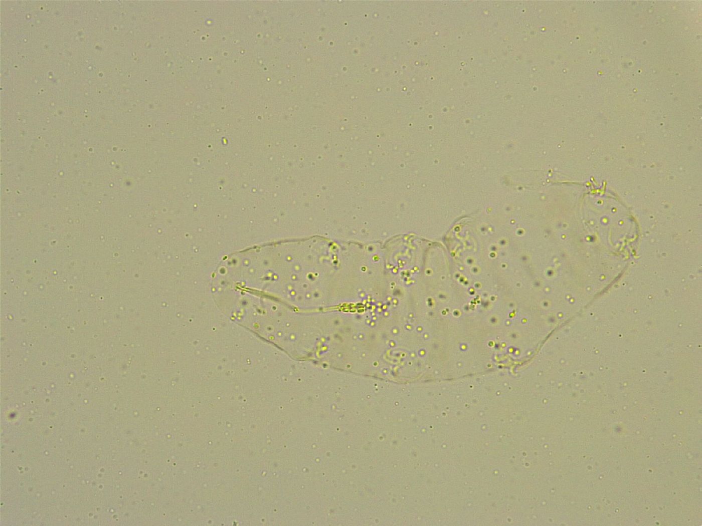 Diphascon chilenense image