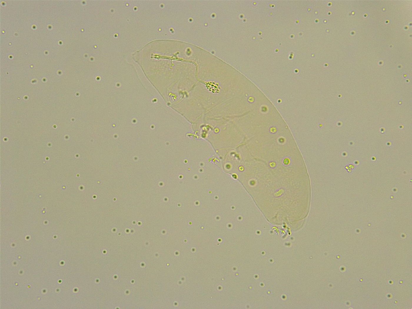 Diphascon chilenense image