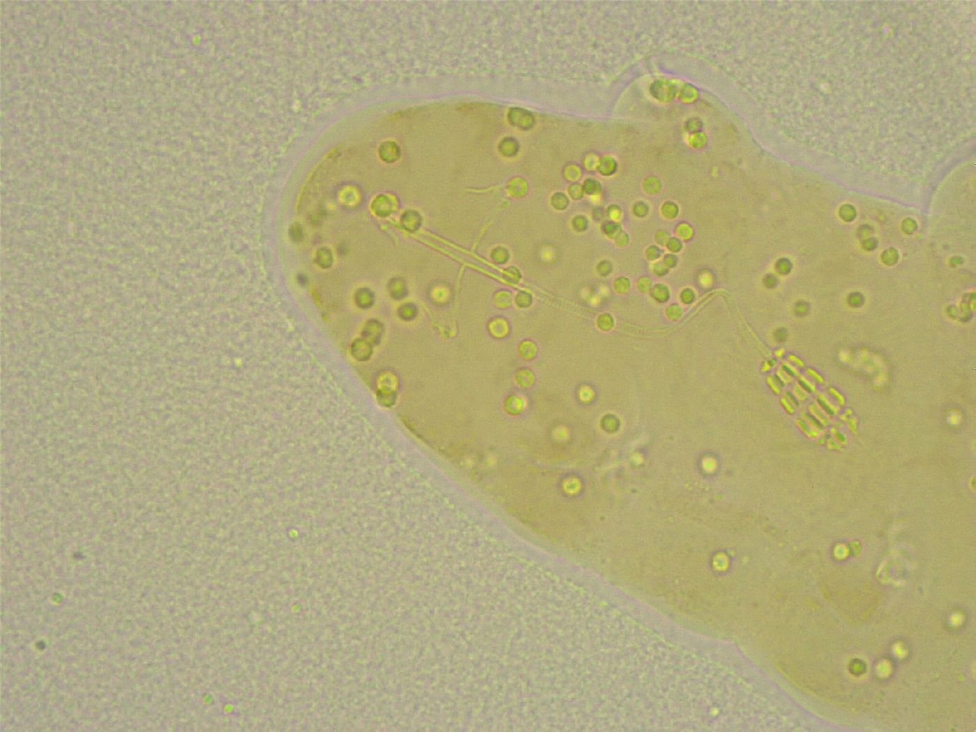 Diphascon chilenense image